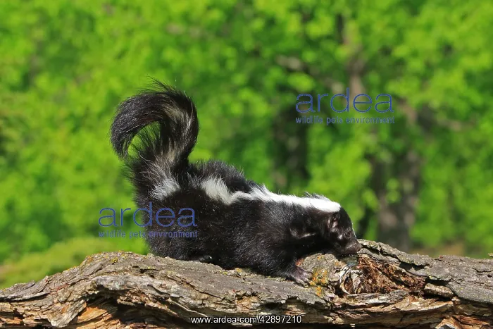  : Striped Skunk
