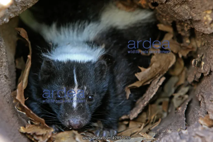 : Striped Skunk : Striped Skunk