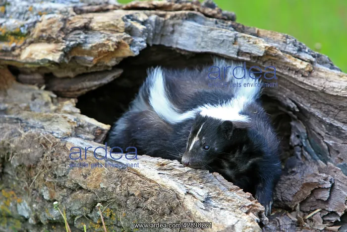 : Striped Skunk : Striped Skunk
