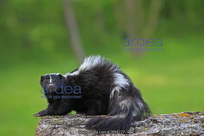 : Striped Skunk : Striped Skunk