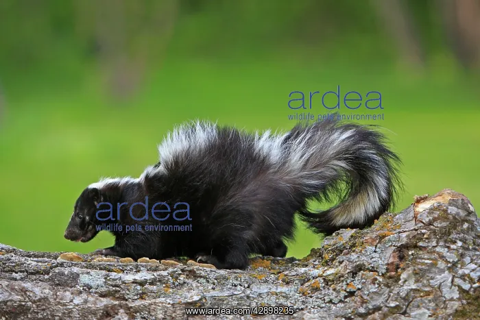  : Striped Skunk