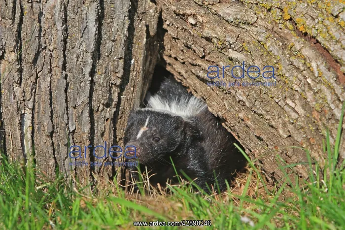 : Striped Skunk : Striped Skunk