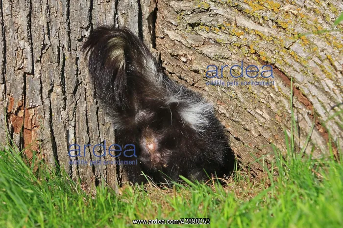 : Striped Skunk - bottom : Striped Skunk - bottom