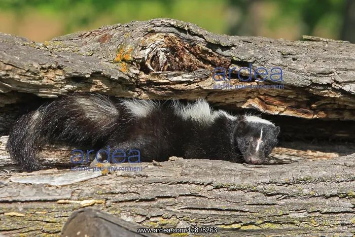 : Striped Skunk : Striped Skunk