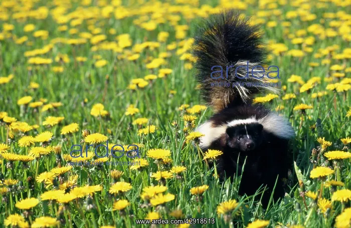 : Striped Skunk : Striped Skunk