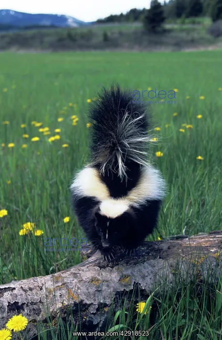 : Striped Skunk : Striped Skunk