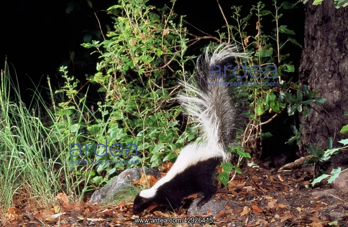  : Striped Skunk