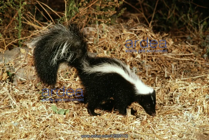 : Striped SKUNK : Striped SKUNK