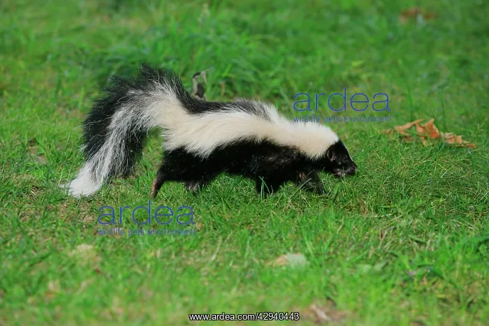  : Striped Skunk