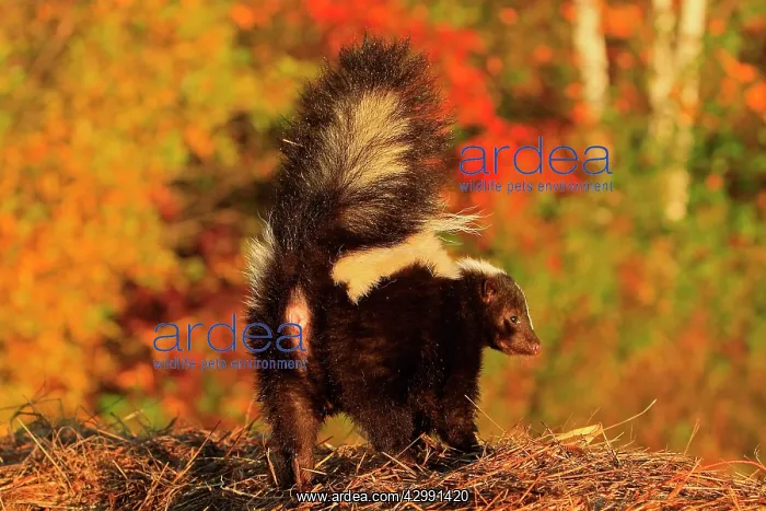 : Striped Skunk : Striped Skunk