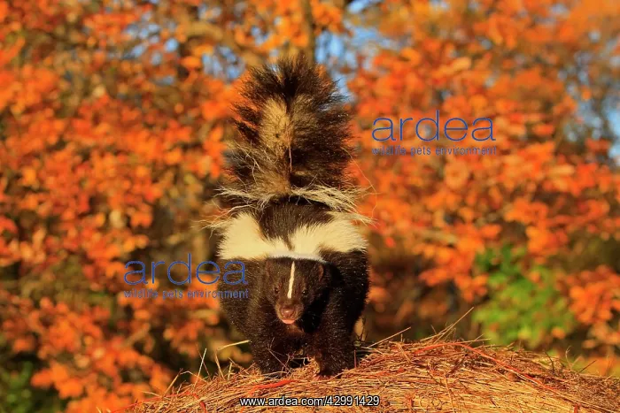 : Striped Skunk : Striped Skunk