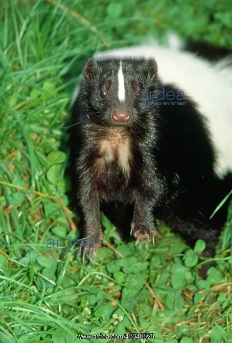  : STRIPED SKUNK