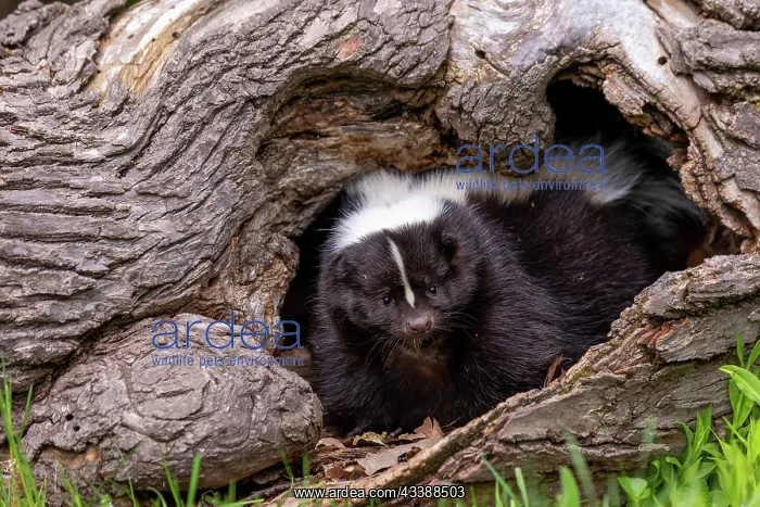  : STRIPED SKUNK