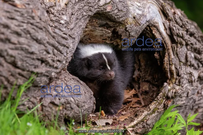: STRIPED SKUNK : STRIPED SKUNK