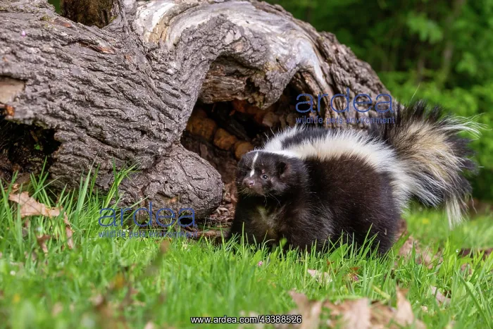 : STRIPED SKUNK : STRIPED SKUNK