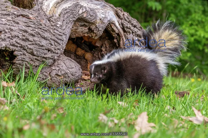 : STRIPED SKUNK : STRIPED SKUNK