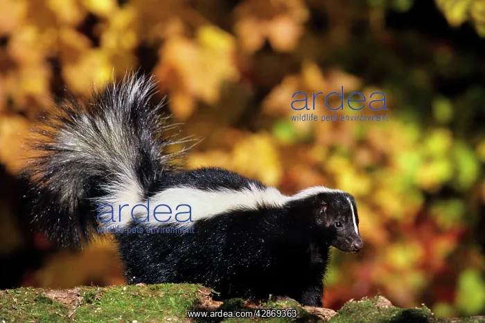: Striped Skunk - autumn : Striped Skunk - autumn