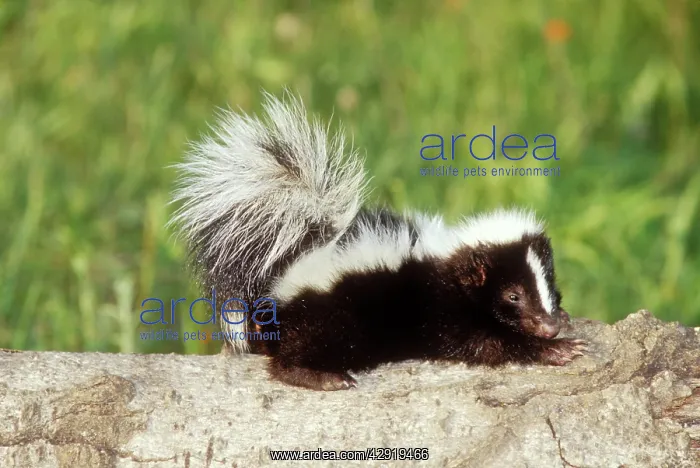 : Striped Skunk - Baby : Striped Skunk - Baby