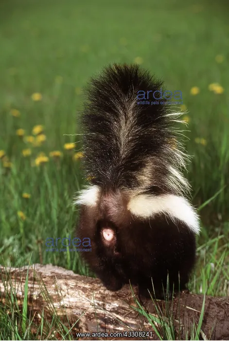 : Striped Skunk - Defence Position : Striped Skunk - Defence Position