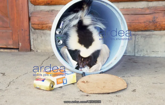 : Striped Skunk - at dustbin : Striped Skunk - at dustbin