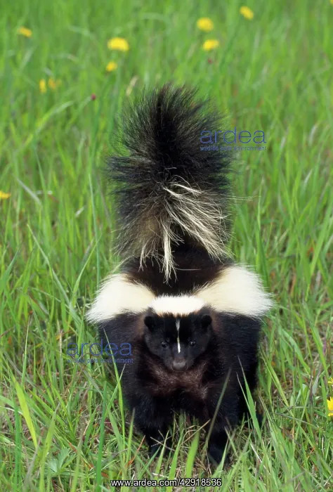 : STRIPED SKUNK - in field : STRIPED SKUNK - in field