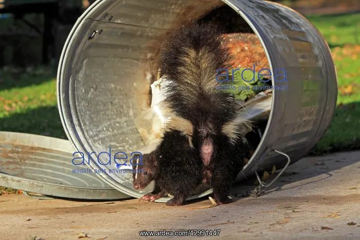 : Striped Skunk - scavenging in the rubbish / dustbin : Striped Skunk - scavenging in the rubbish / dustbin