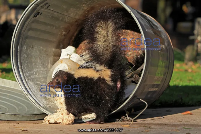 : Striped Skunk - scavenging in the rubbish / dustbin : Striped Skunk - scavenging in the rubbish / dustbin