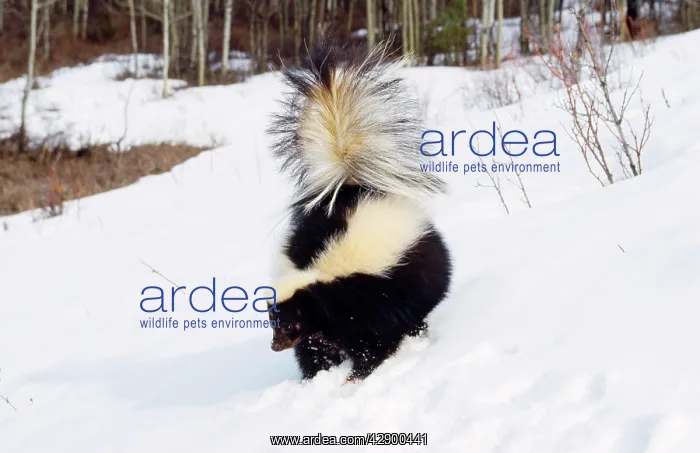 : STRIPED SKUNK - IN SNOW : STRIPED SKUNK - IN SNOW