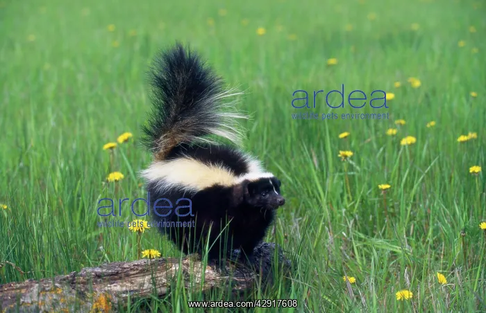 : STRIPED SKUNK - standing on log : STRIPED SKUNK - standing on log