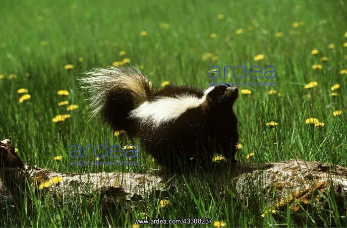 : STRIPED SKUNK - standing on trunk : STRIPED SKUNK - standing on trunk