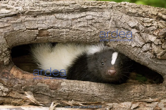 : Striped Skunk in wood hollow : Striped Skunk in wood hollow