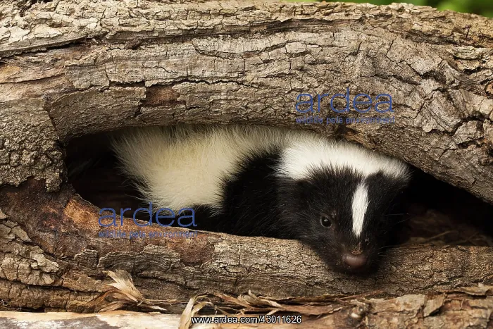 : Striped Skunk in wood hollow : Striped Skunk in wood hollow