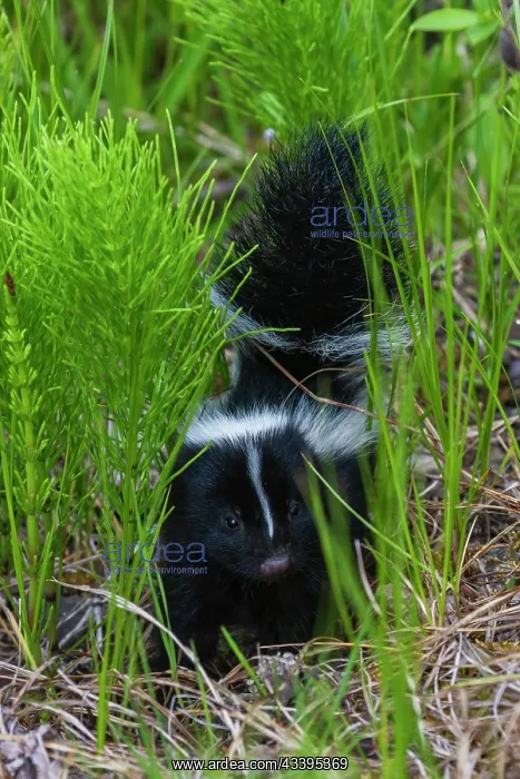 : Striped skunk youngster near hiking trail, Montana : Striped skunk youngster near hiking trail, Montana