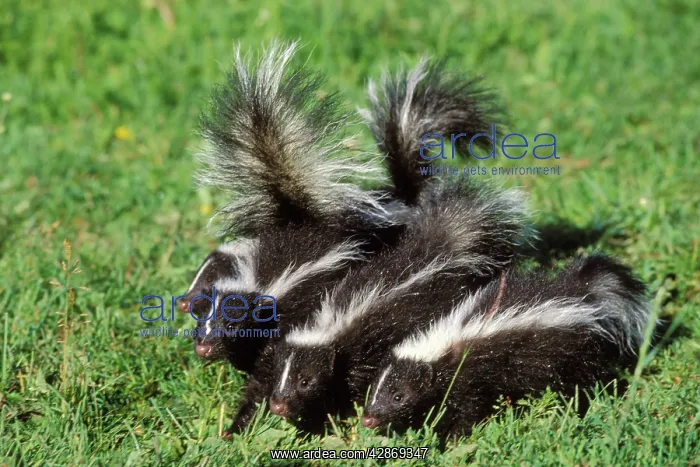 : Striped Skunks - young : Striped Skunks - young