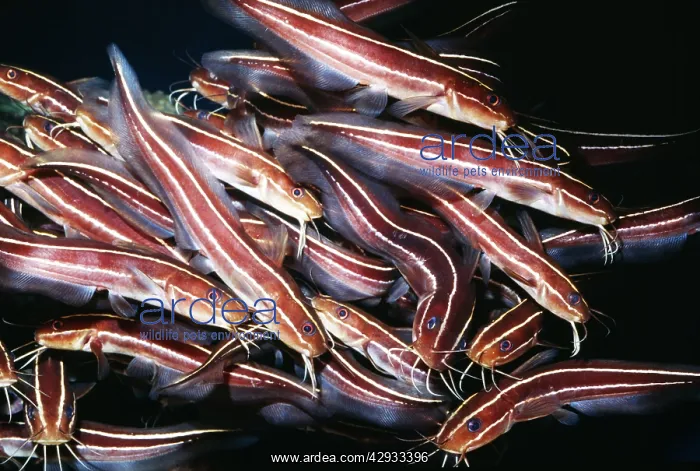 : Striped / Stinging Catfish : Striped / Stinging Catfish
