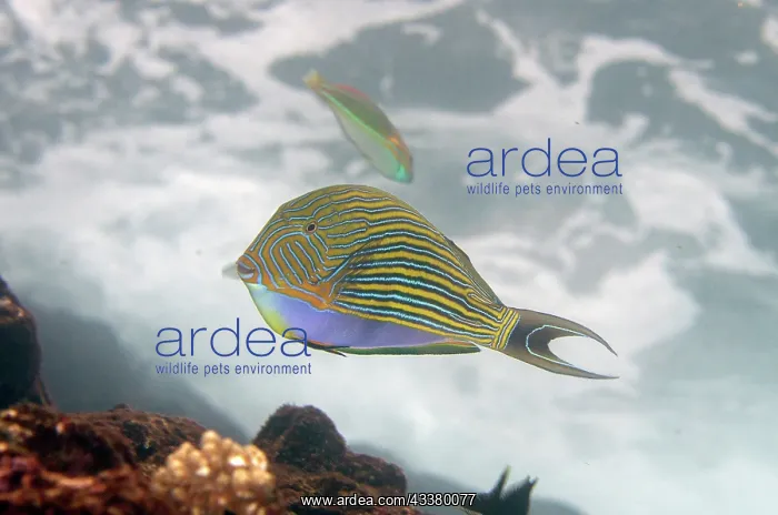 : Striped Surgeonfish : Striped Surgeonfish