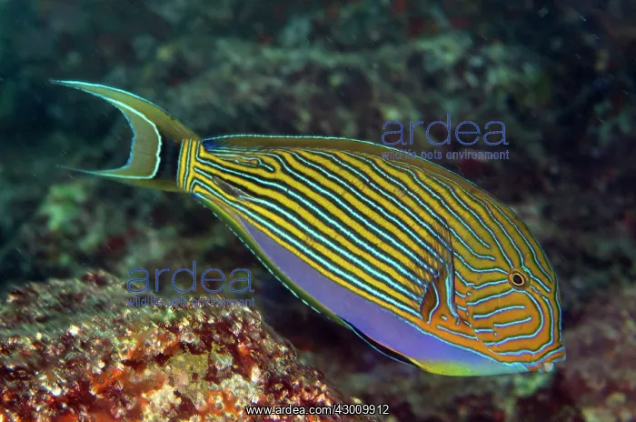 : Striped Surgeonfish Fish Bowl dive site, Gili Lawa : Striped Surgeonfish Fish Bowl dive site, Gili Lawa