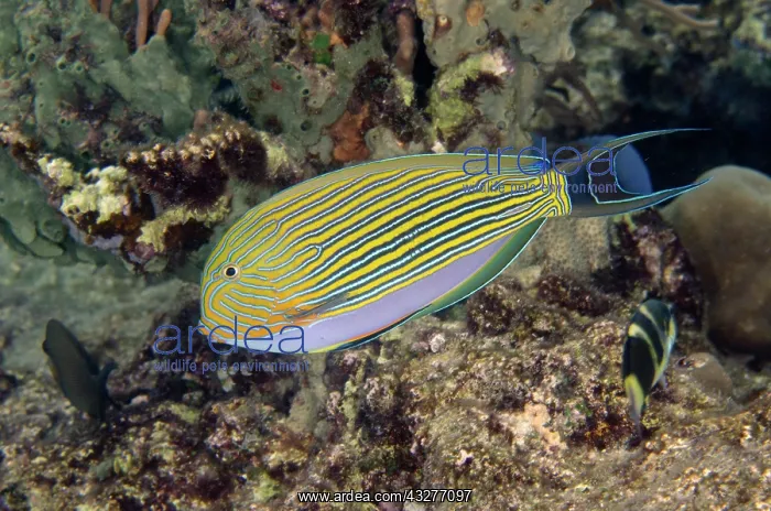 : Striped Surgeonfish - Post 2 dive site, Menjangan Island, Bu : Striped Surgeonfish - Post 2 dive site, Menjangan Island, Bu