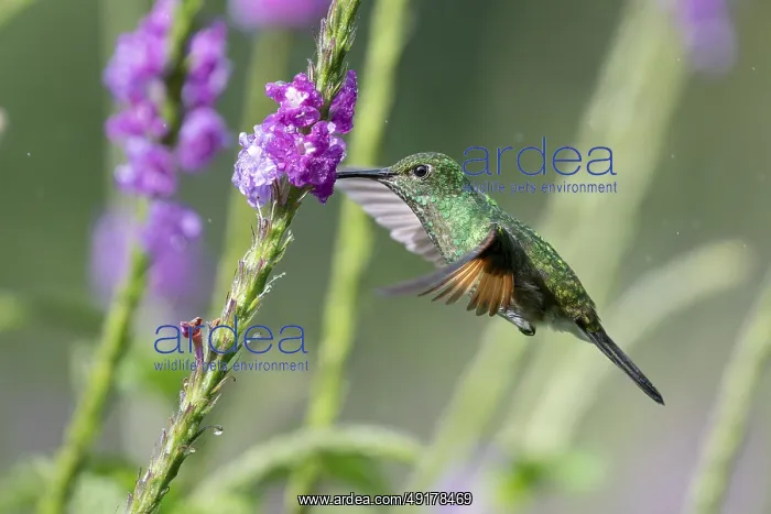 : Striped-tailed hummingbird (Eupherusa eximia) : Striped-tailed hummingbird (Eupherusa eximia)
