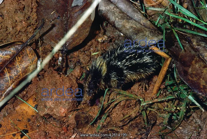 : STRIPED TENREC : STRIPED TENREC