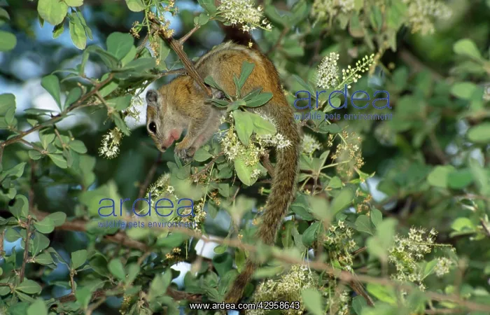  : Striped Tree Squirrel