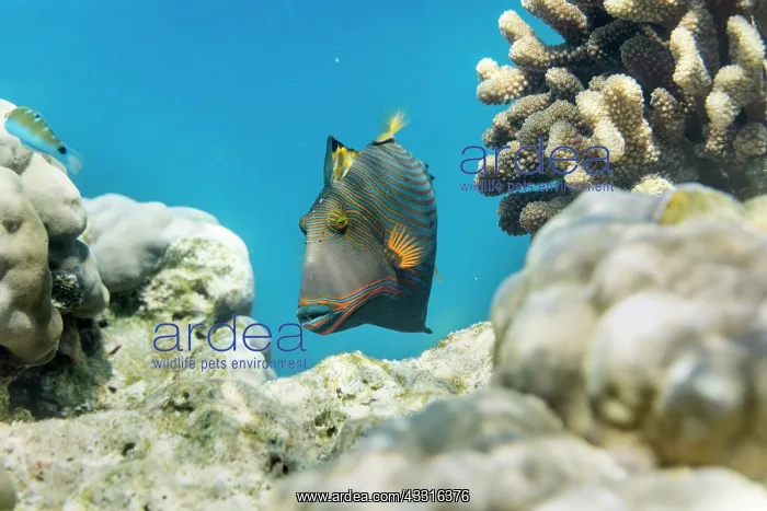 : Striped Triggerfish - Coral - Maldives : Striped Triggerfish - Coral - Maldives