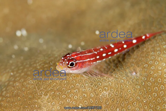  : Striped Triplefin