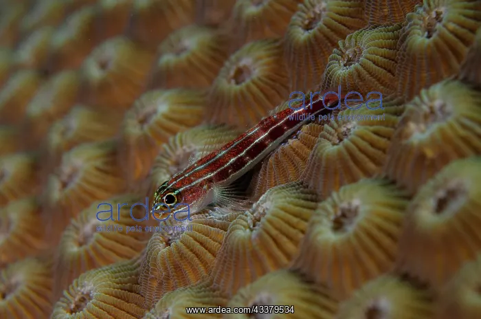  : Striped Triplefin