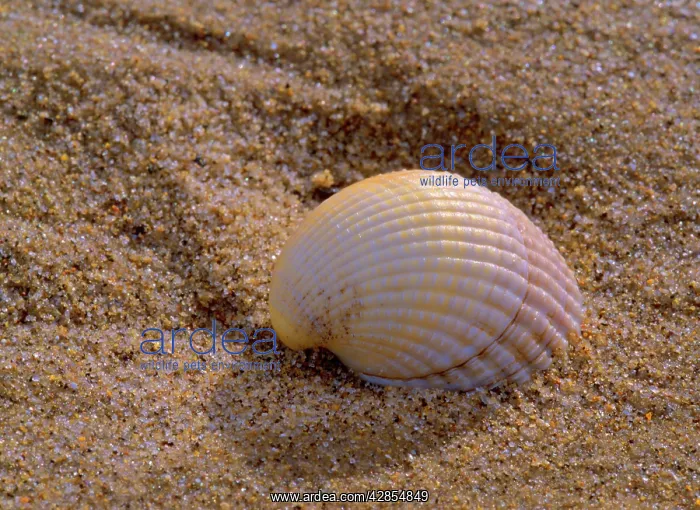  : Striped venus clam - embedded in sand