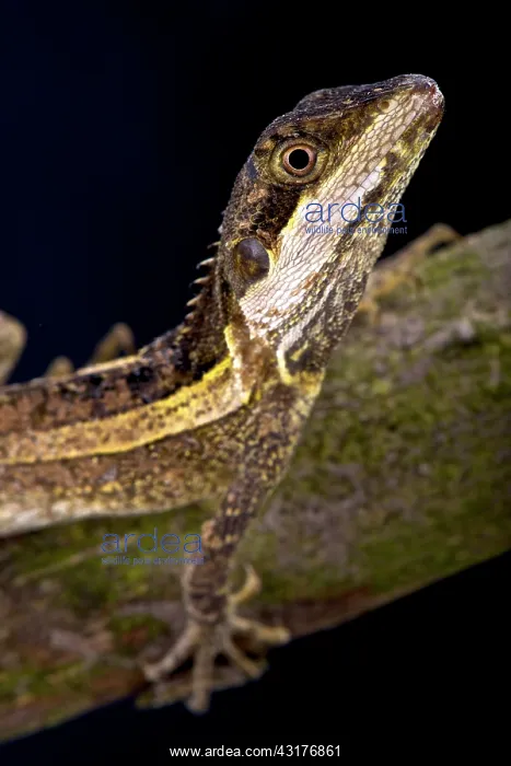 : Striped water dragon (Lophognathus temporalis)