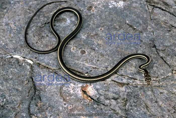 : Striped Whipsnake : Striped Whipsnake