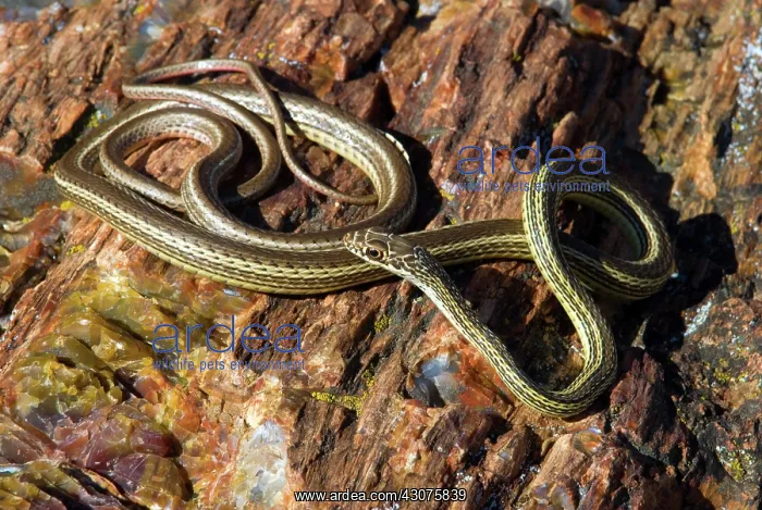 : Striped Whipsnake : Striped Whipsnake