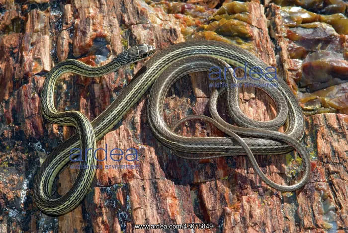 : Striped Whipsnake : Striped Whipsnake