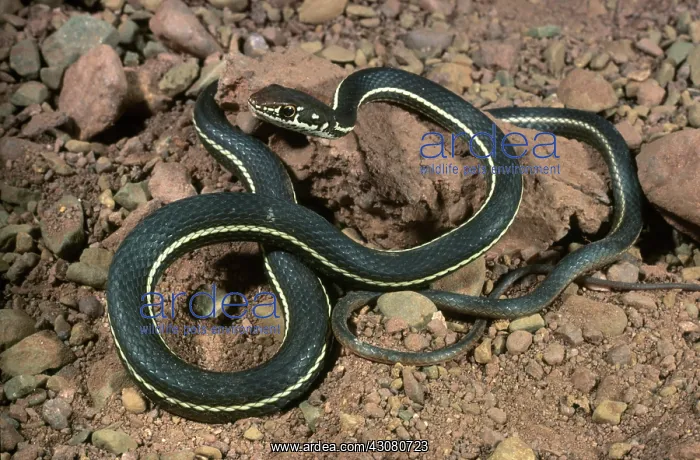 : Striped Whipsnake : Striped Whipsnake